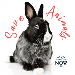 Autocollant Happy Earth NOW - "Lapin - Save Animals"